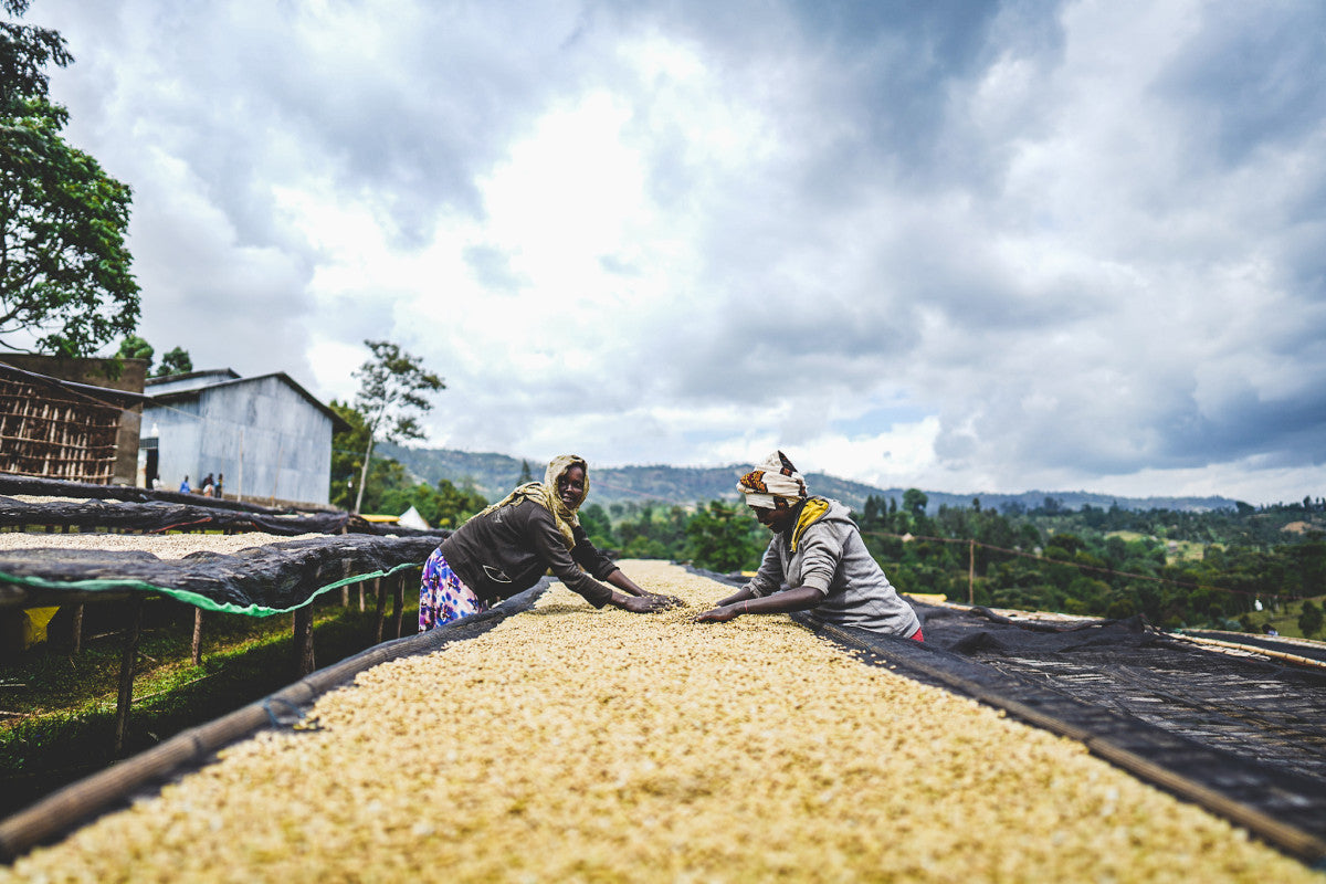 Ethiopia Arbegona Rumudamo Anaerobic Washed - Brew Something Remarkable