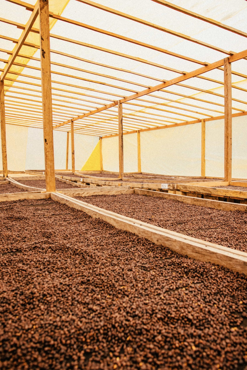 Bolivia Caranavi Rosita Geisha - Brew Something Remarkable