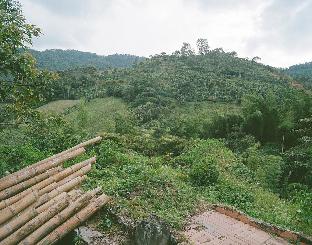 Colombia Yoiner Mosquera Pink Bourbon - Freshly Roasted for Every Cup