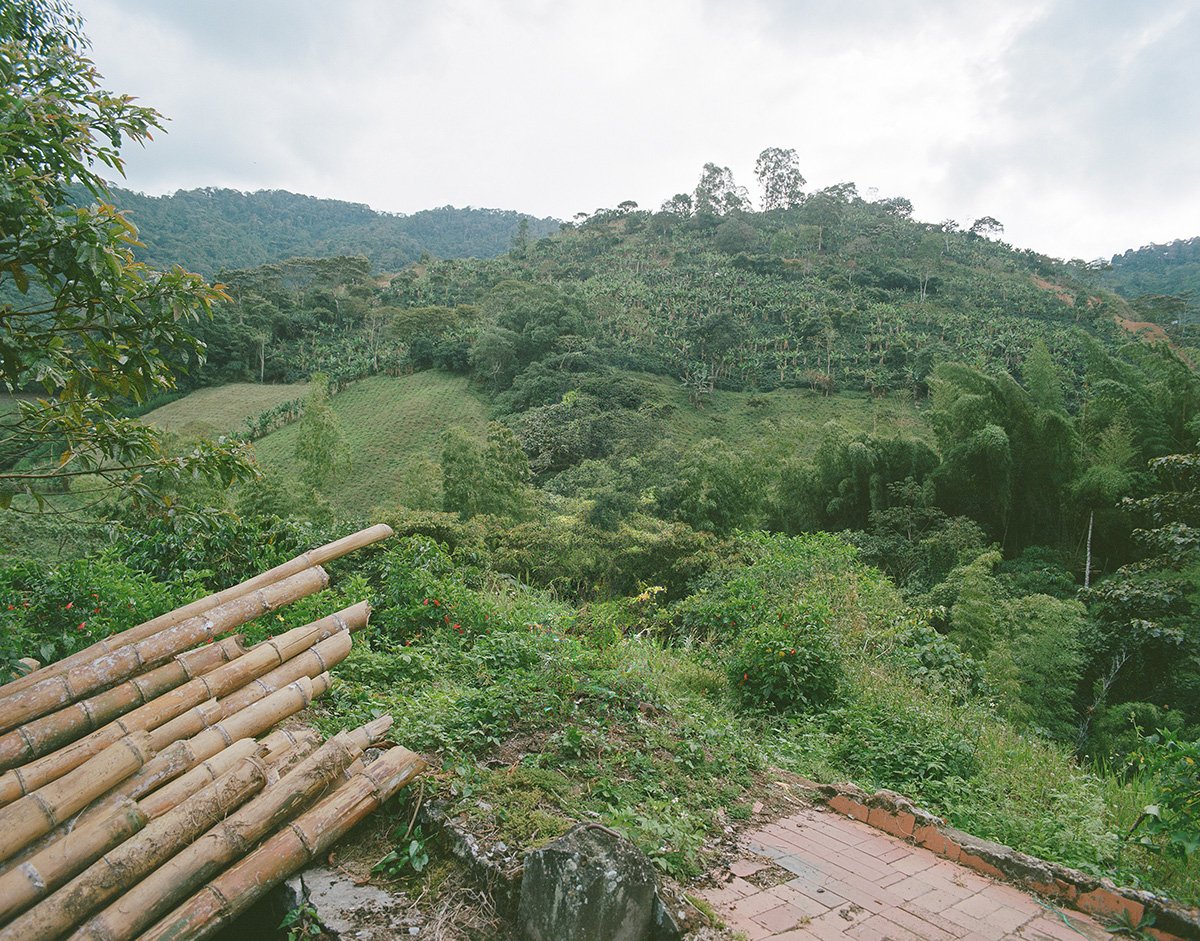 Colombia Yoiner Mosquera Pink Bourbon - Freshly Roasted for Every Cup