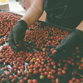 Colombia Yoiner Mosquera Pink Bourbon - Freshly Roasted for Every Cup