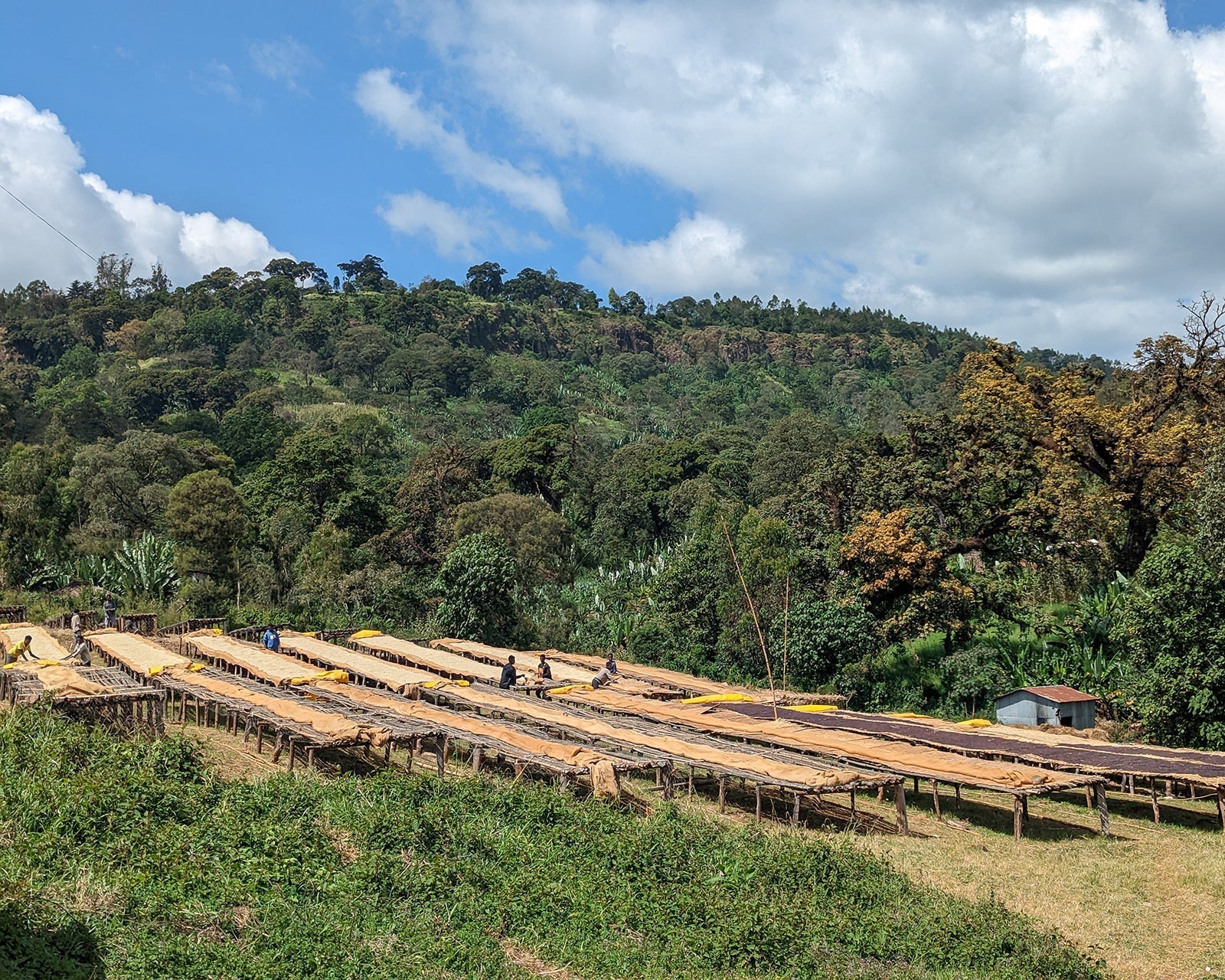 Ethiopia Layo Teraga - Freshly Roasted for Every Cup