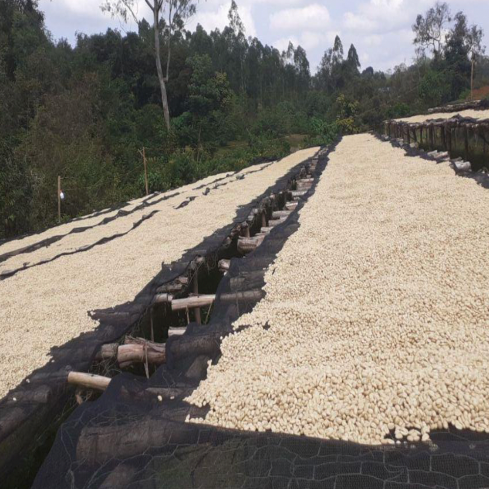 Ethiopia Metu - Crafted for a Brighter Brew