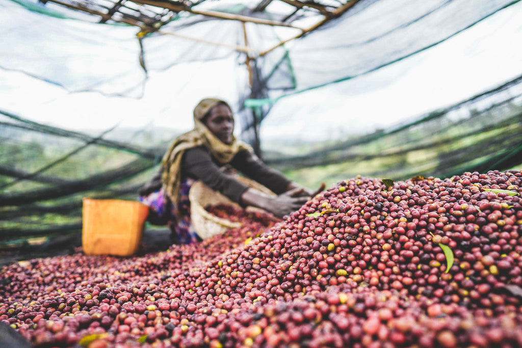 Ethiopia Arbegona Rumudamo Anaerobic Washed - Brew Something Remarkable