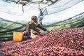 Ethiopia Arbegona Rumudamo Anaerobic Washed - Brew Something Remarkable
