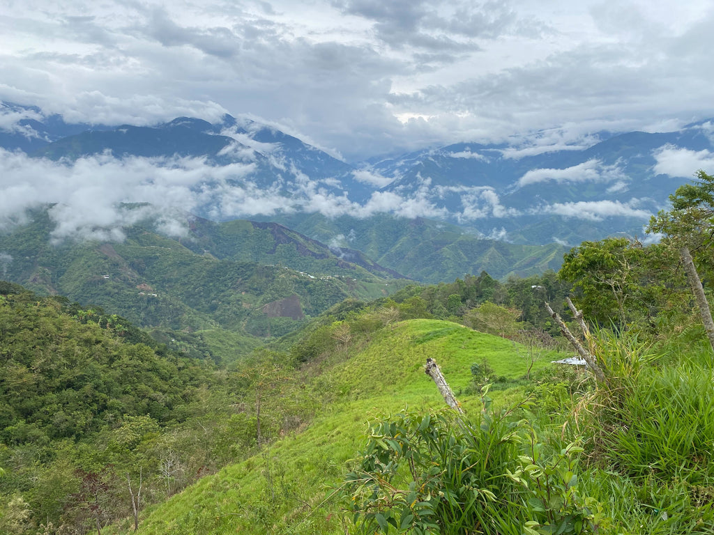 Peru Namballe - Crafted for a Brighter Brew